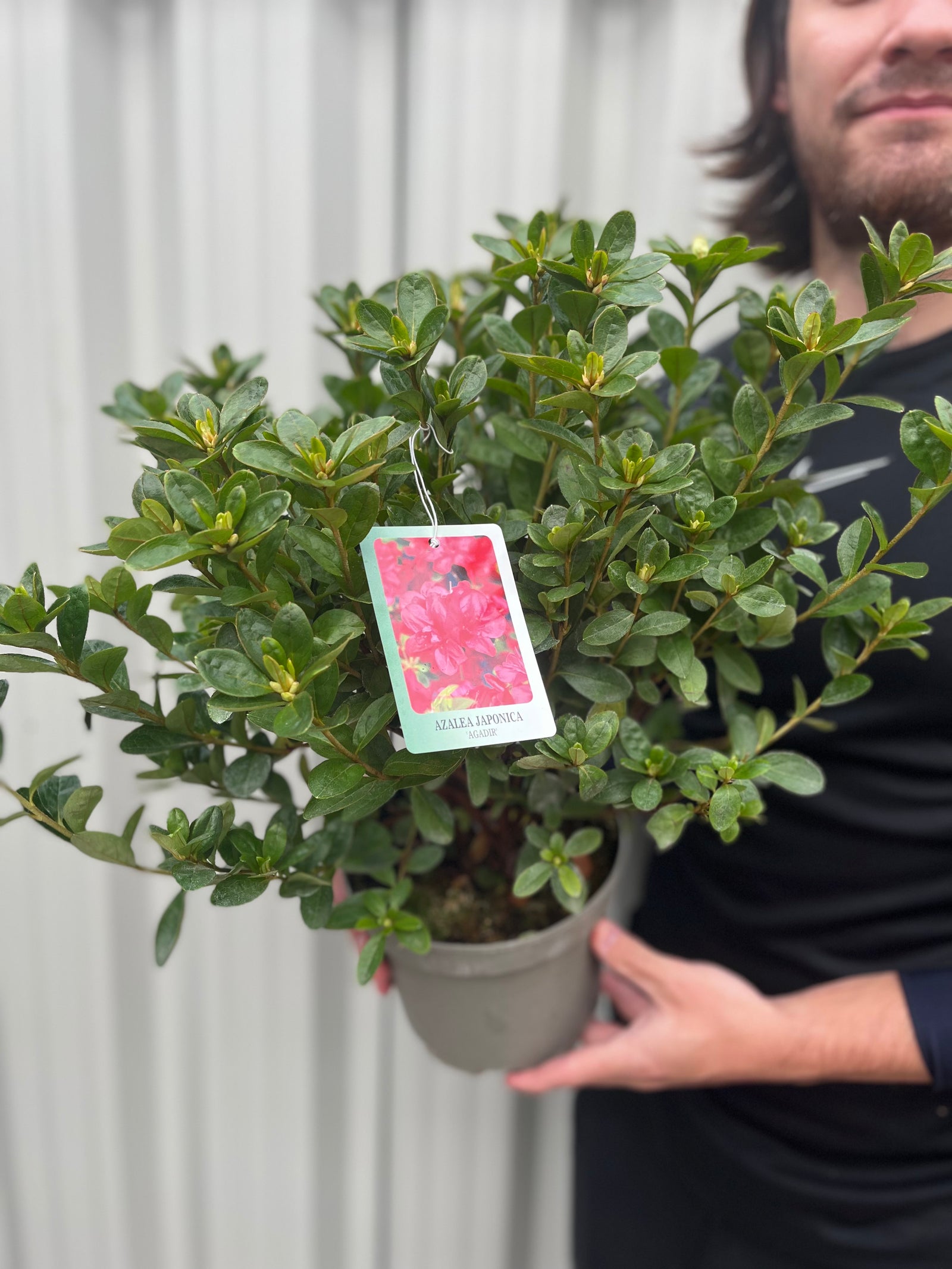 A person holds a potted Azalea japonica 'Agadir' 1.5L, an evergreen shrub prized for vibrant pink blooms. The tag displays pink azalea flowers and the product name, set against a light, vertically striped background.