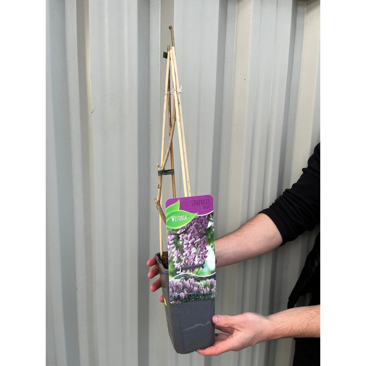 A person holds a Wisteria floribunda &#39;Rosea&#39; (Pink) 60cm potted climber with bare stems on bamboo supports; the label shows pink blooms. A corrugated metal wall is in the background.