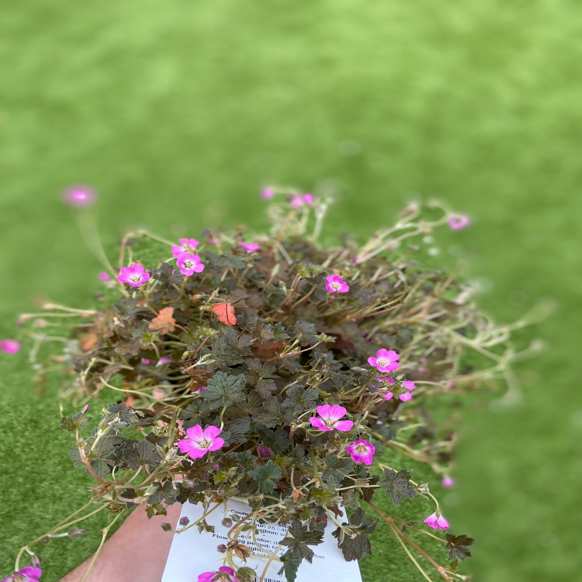 Geranium 'Orkney Cherry' 3L