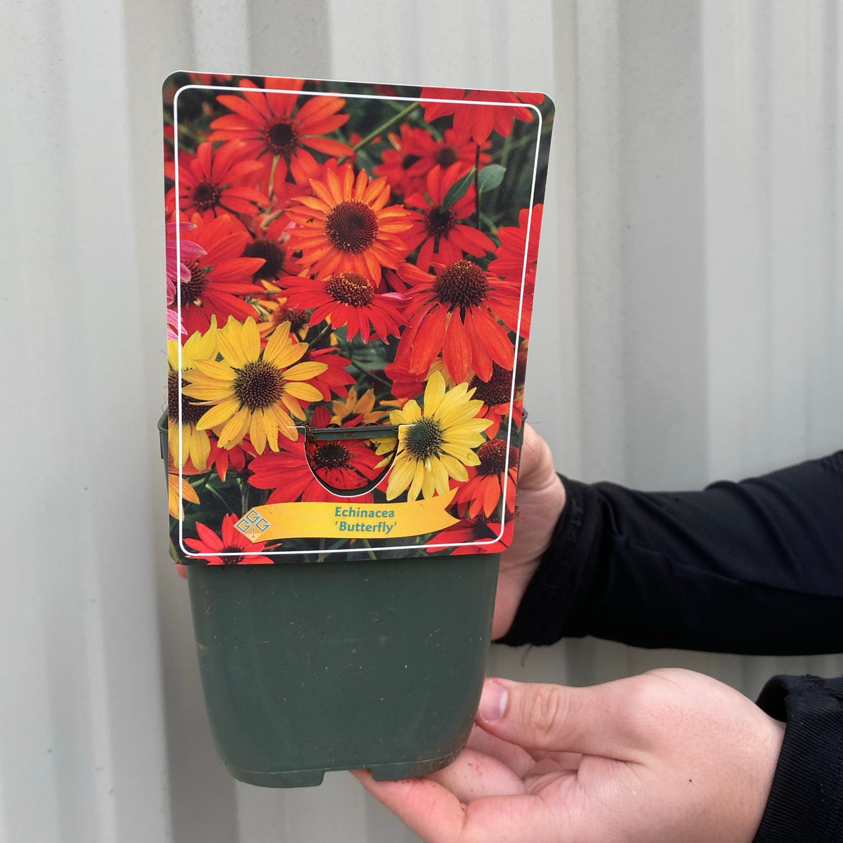 Someone holds a 1.5L container of Echinacea purpurea &#39;Butterfly&#39;, a vibrant, pollinator-friendly flower.
