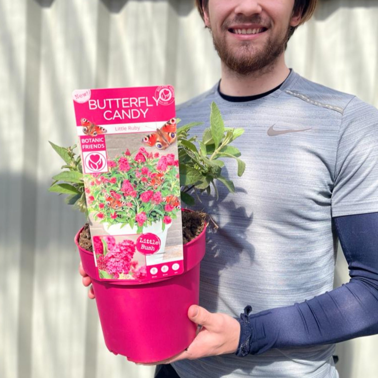 The Buddleja Butterfly Candy 'Little Ruby' (available in 9cm to 3L pots) features double flower panicles with dense clusters of bright pink blooms and dark green leaves, perfect for cozy indoor spaces or alongside other butterfly bushes.