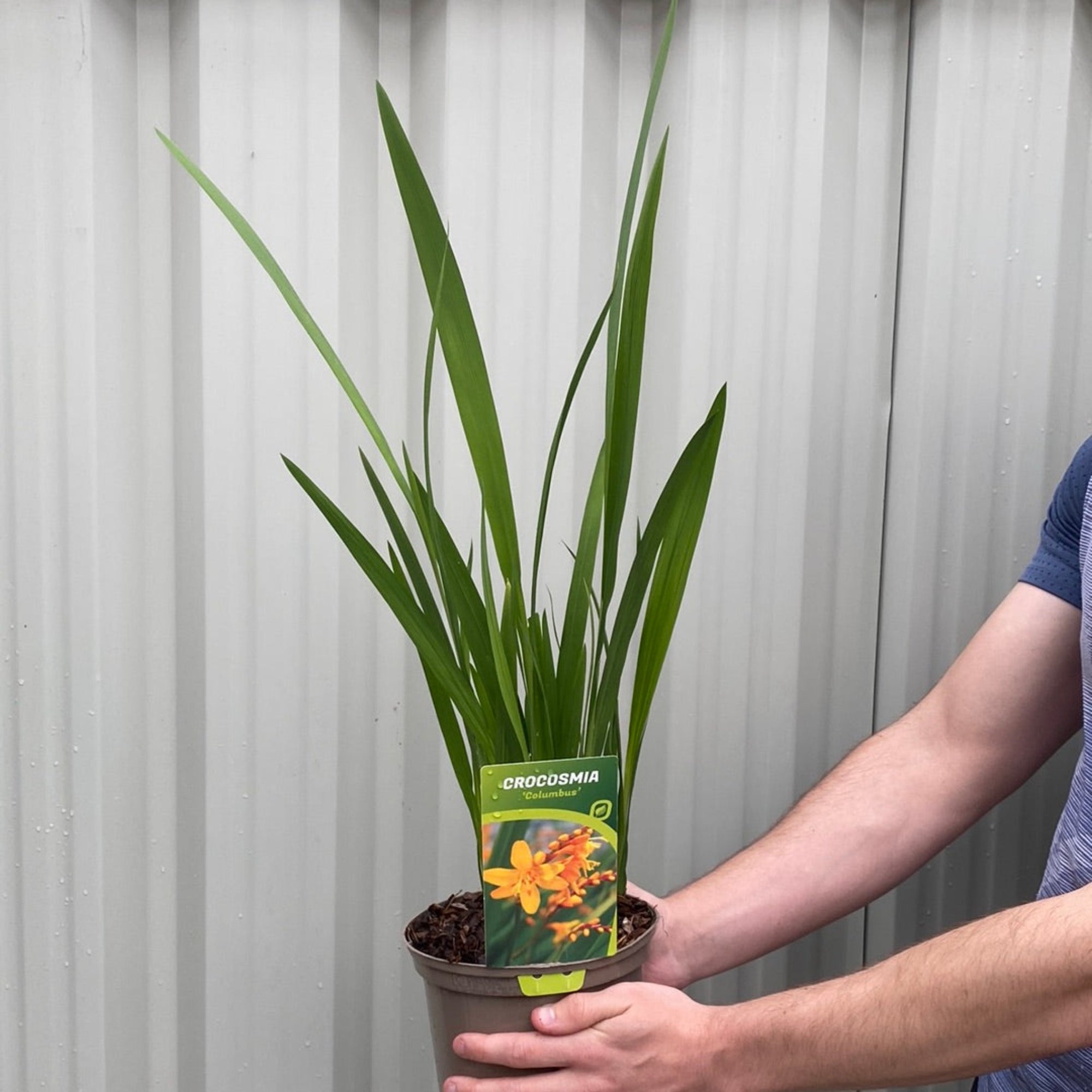 Crocosmia x crocosmiiflora 'Columbus' 2L