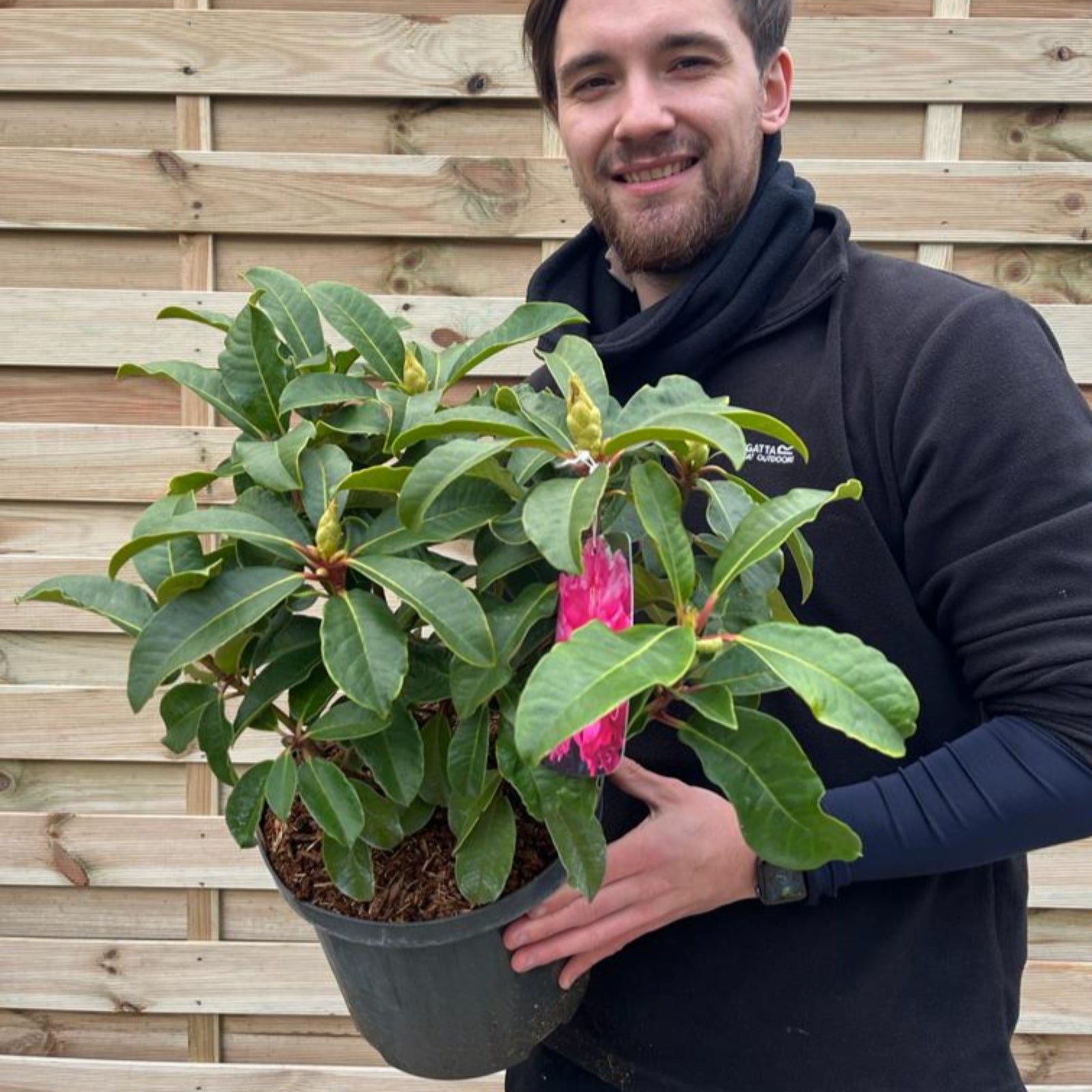 Rhododendron hybride 'Maxi Rose' 5L