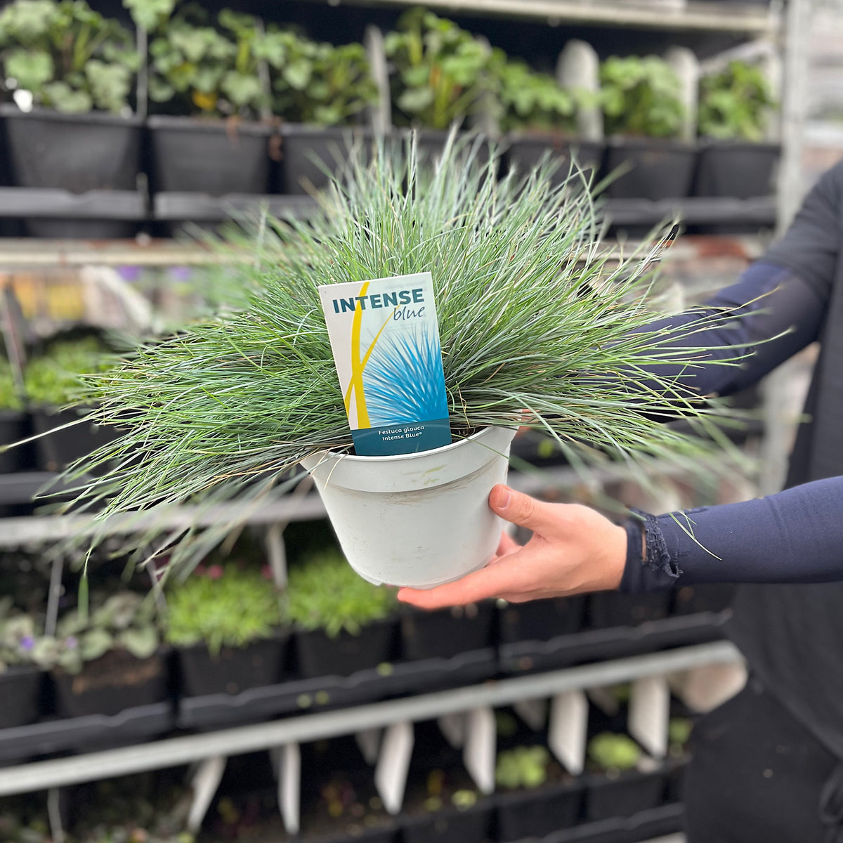 A person holds a white pot containing Festuca Elijah Blue grass, its spiky blue foliage standing out amid tall planters and shelves of various plants in a garden center.
