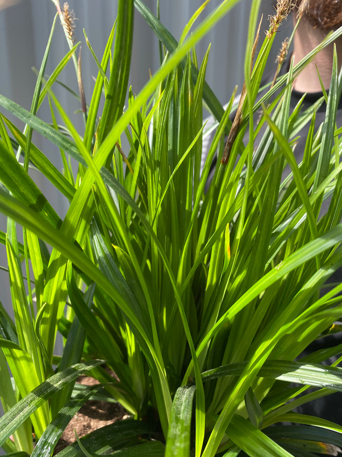 Carex oshimensis &#39;Irish Green&#39; 2L / 3L