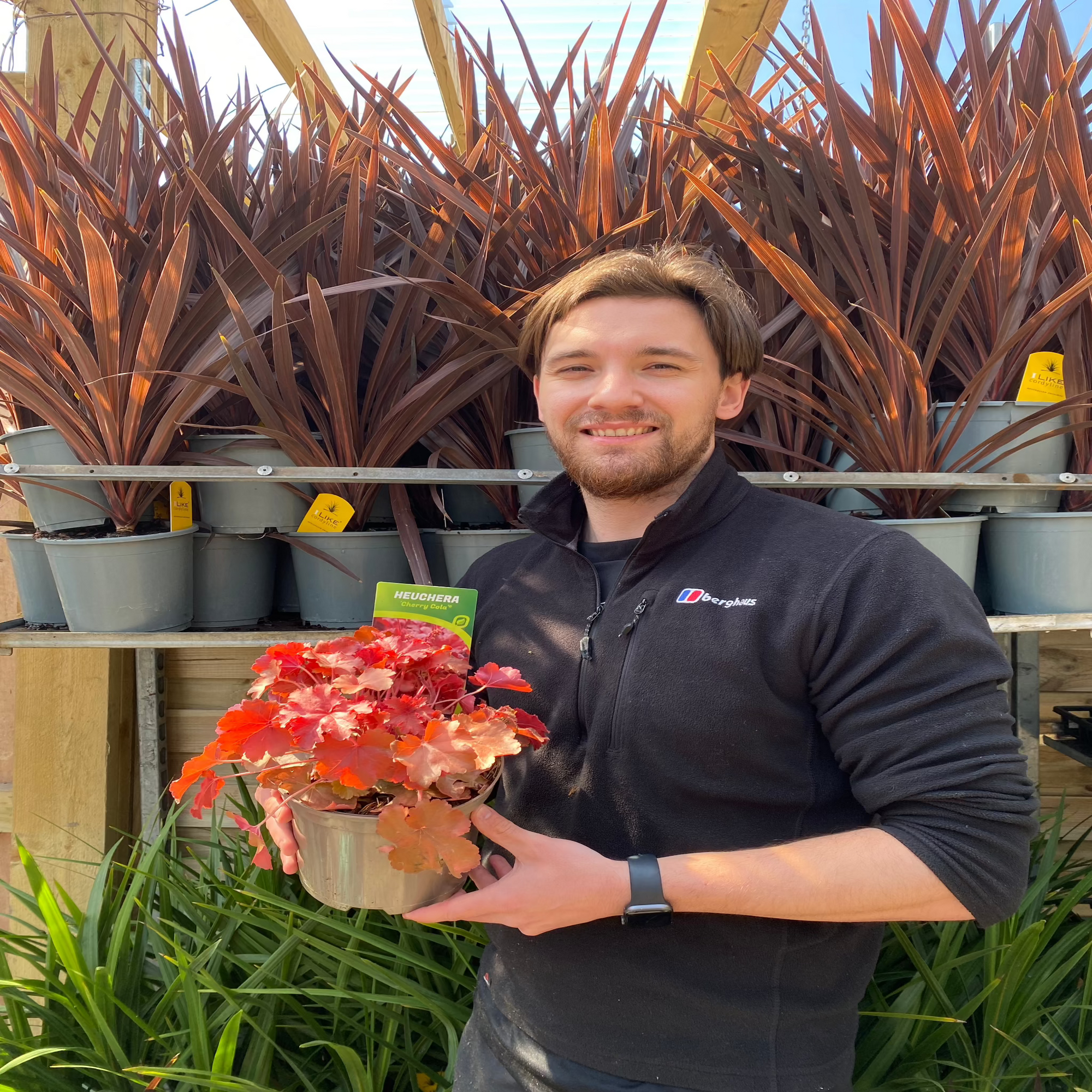 Heuchera 'Cherry Cola' 2L