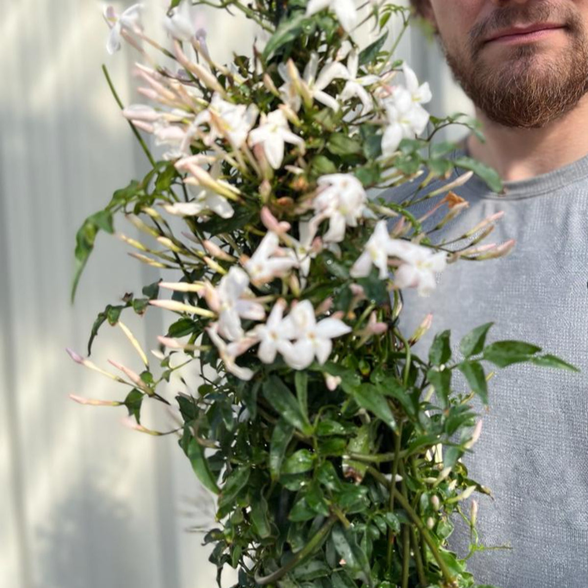 A man holding a 2L pot of Jasmine polyanthum, a fragrant climbing plant.