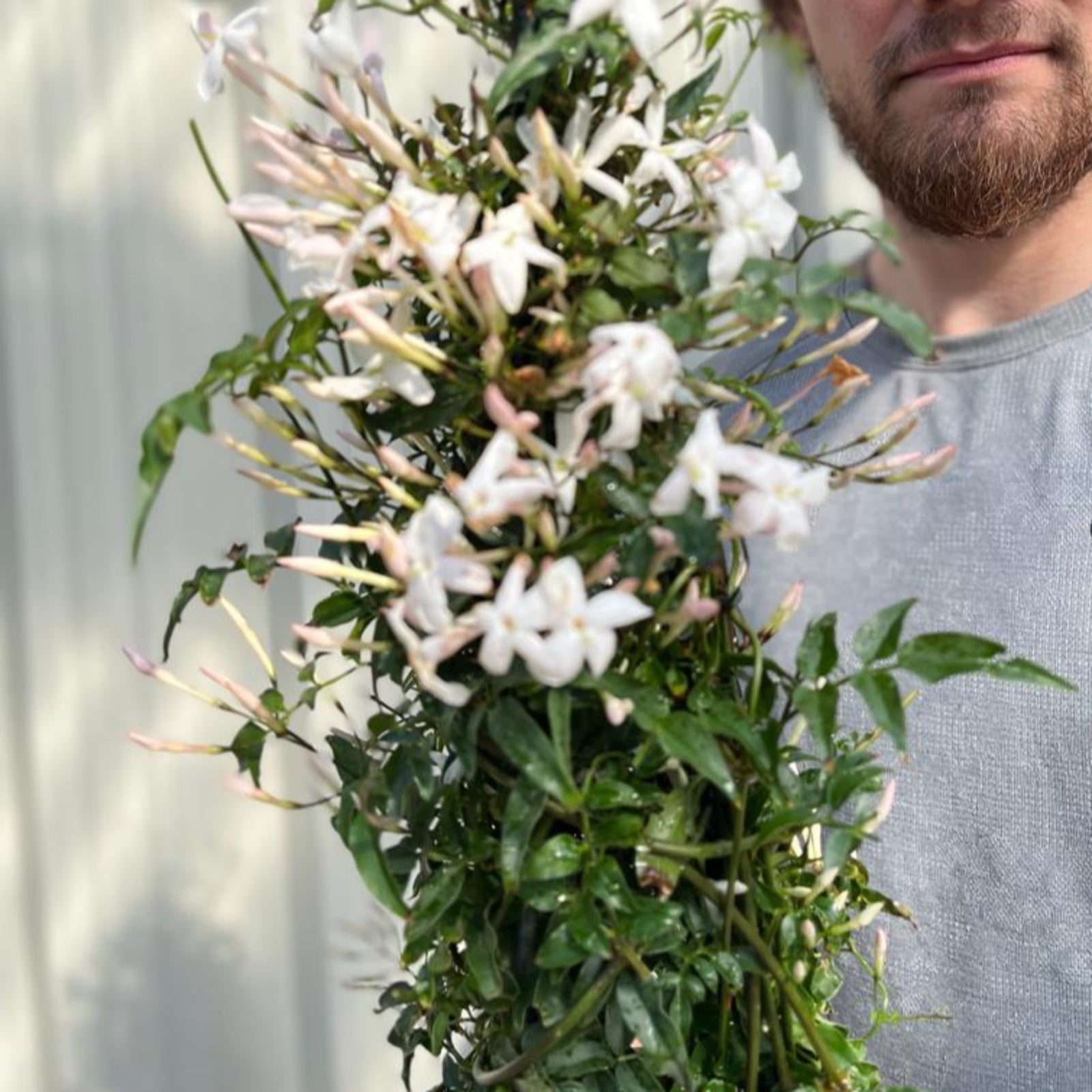 A man with brown hair and a beard, in a gray long-sleeve shirt and black shorts, stands outside smiling in front of a corrugated metal wall, holding a Jasmine polyanthum 2L, a fragrant climbing plant with white flowers.