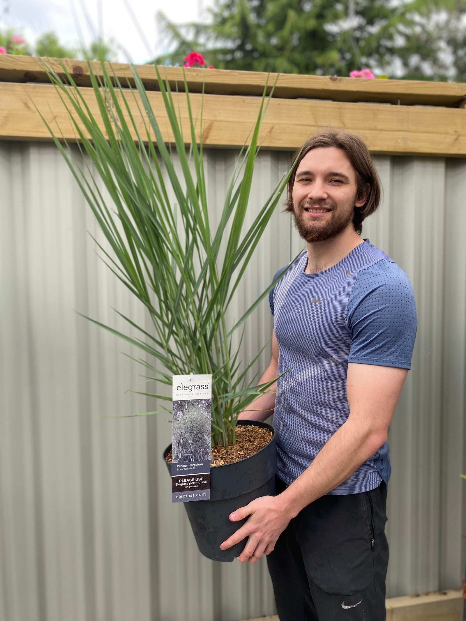 A man in a blue shirt smiles while holding a large potted Panicum virgatum Blue Fountain 1m with blue-green foliage, standing outdoors in front of a corrugated metal fence and wooden structure, surrounded by lush greenery.