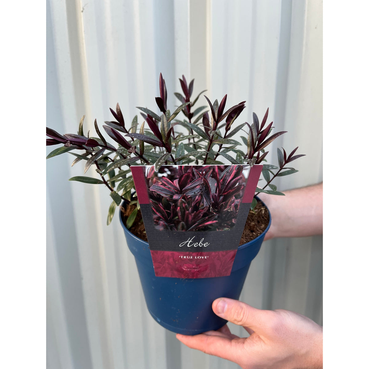 Someone holds a blue pot with Hebe &#39;True Love&#39; 2L, a low maintenance garden plant with green and dark purple leaves. The vibrant foliage stands out against the light-colored corrugated background.