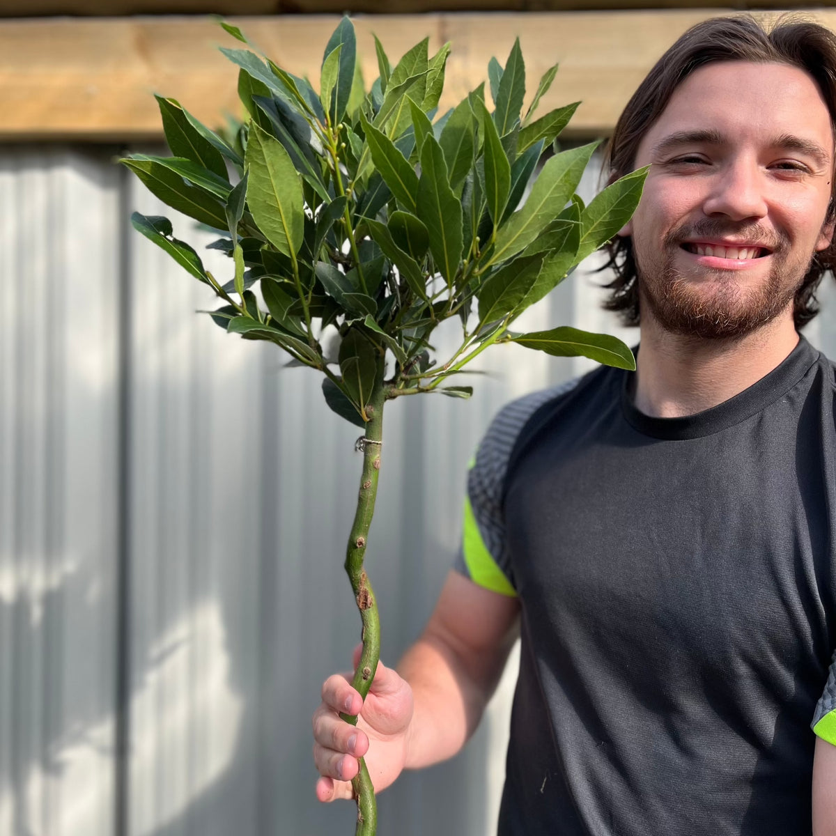 Twisted Stem Standard Bay Tree | Laurus nobilis | 90-100cm / 3FT (Multibuy Offers Available)