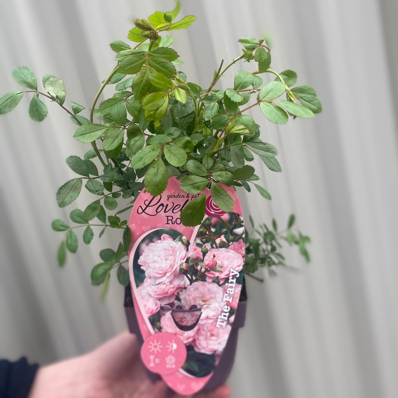 A hand holding a grower's pot with Patio Roses - The Fairy, featuring light pink blooms.