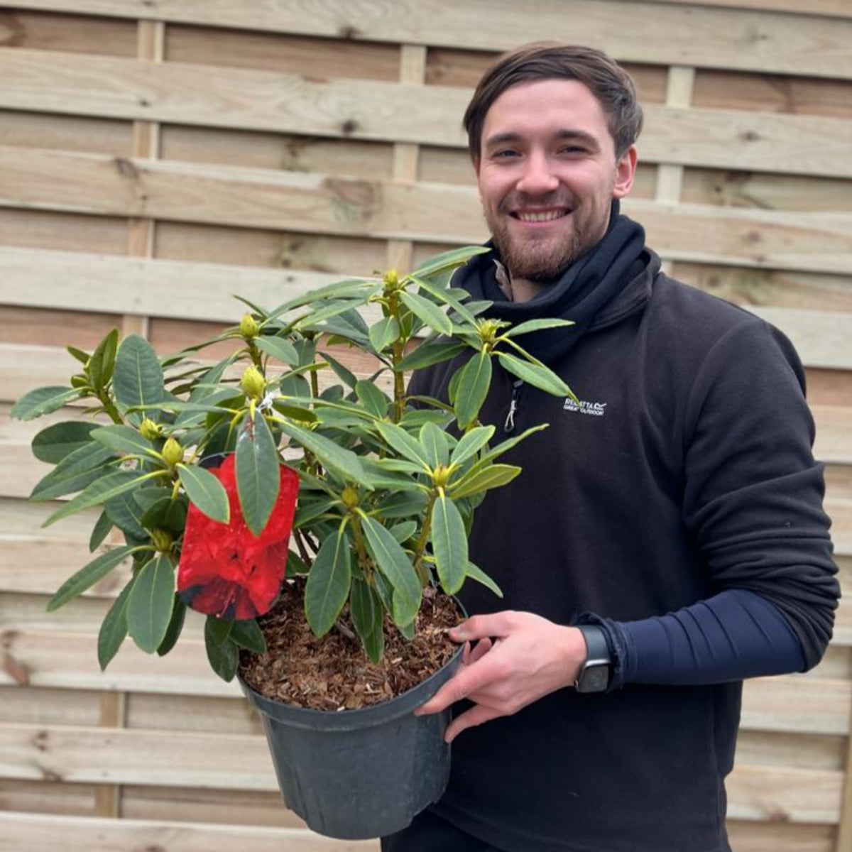 A person smiles while holding a Rhododendron hybride &#39;Camparina&#39; 5L—a potted shrub with green leaves and a large red flower—standing before a wooden fence. Ideal for full sun or partial shade.