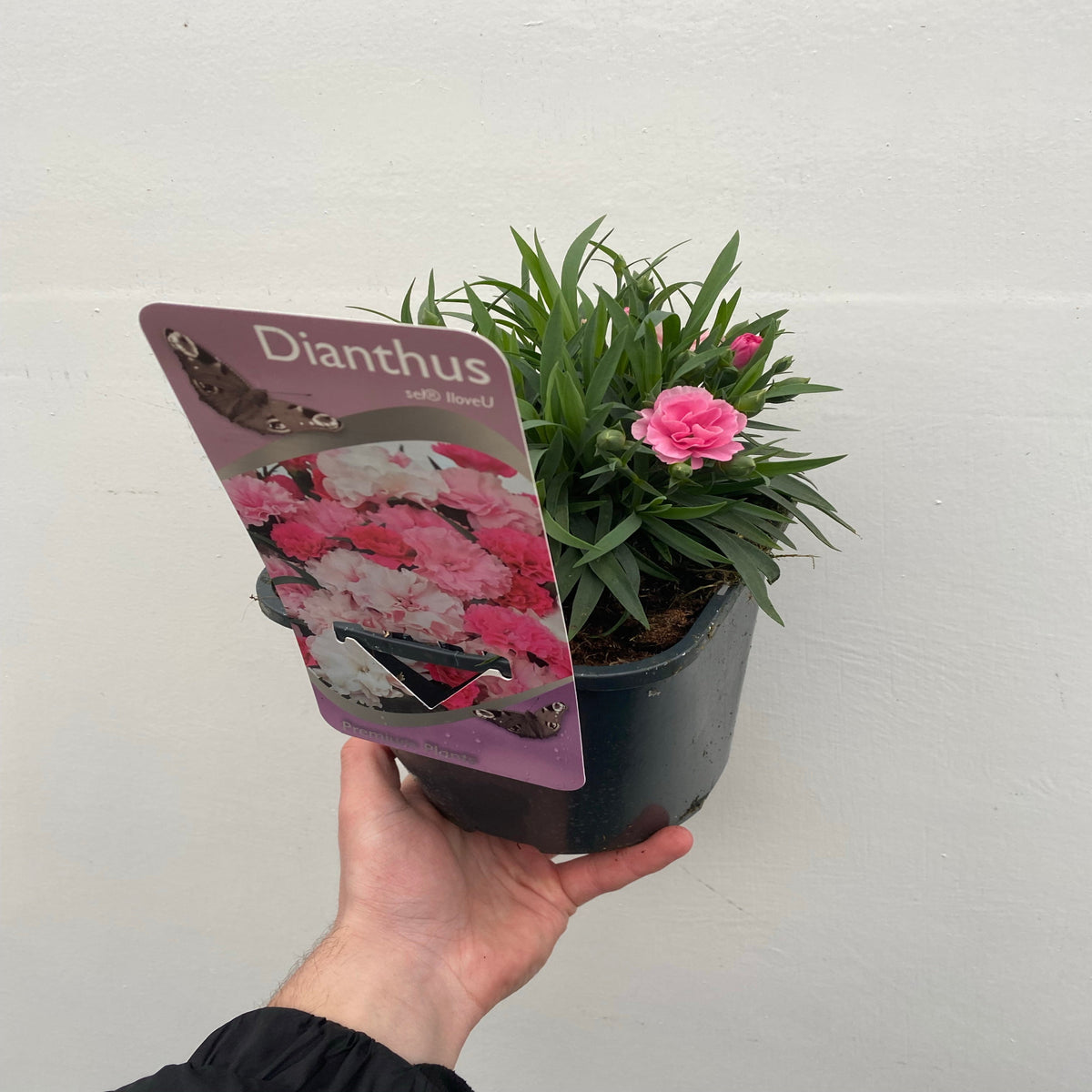 Dianthus - I Love You 10.5cm / 2L