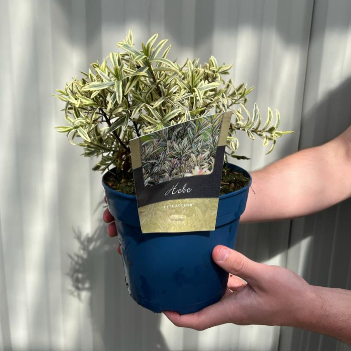 Hebe &#39;Eyecatcher&#39; 2L