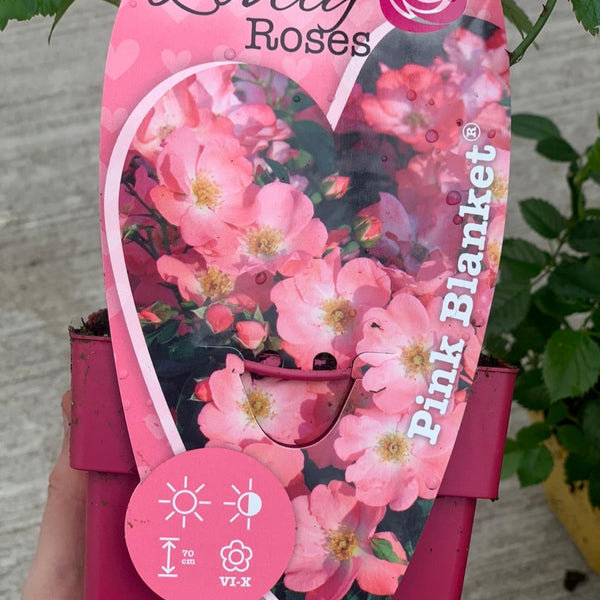 Pink blanket shrub rose online