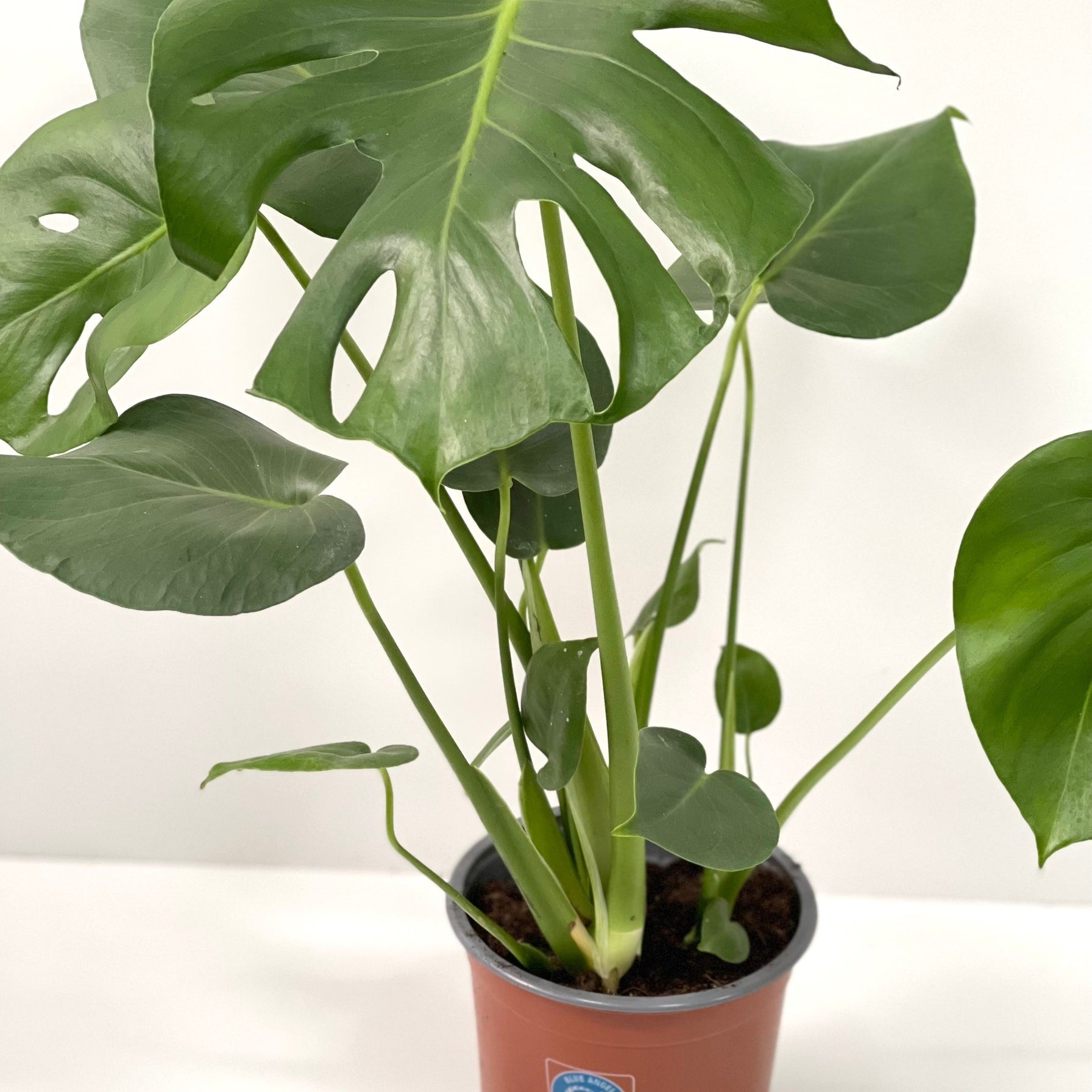 Monstera Deliciosa (Swiss Cheese) 50-60cm Tall