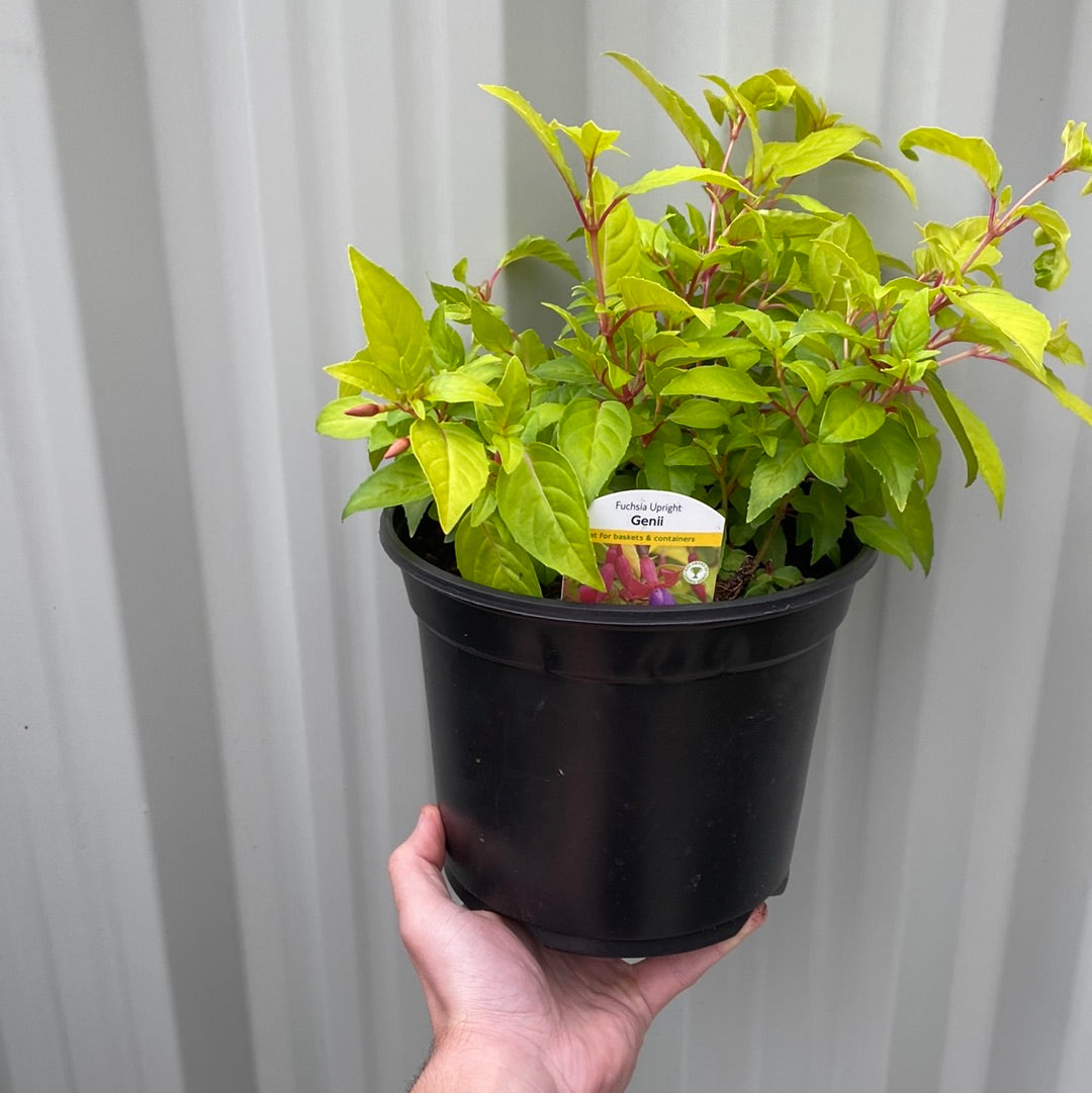 A hand holds a black plastic pot of Hardy Fuchsia &#39;Genii&#39; 9cm / 2L, featuring leafy green-gold foliage and pink-purple blooms, with a label reading &quot;Fuchsia Upright Genii&quot; against a light gray corrugated background.