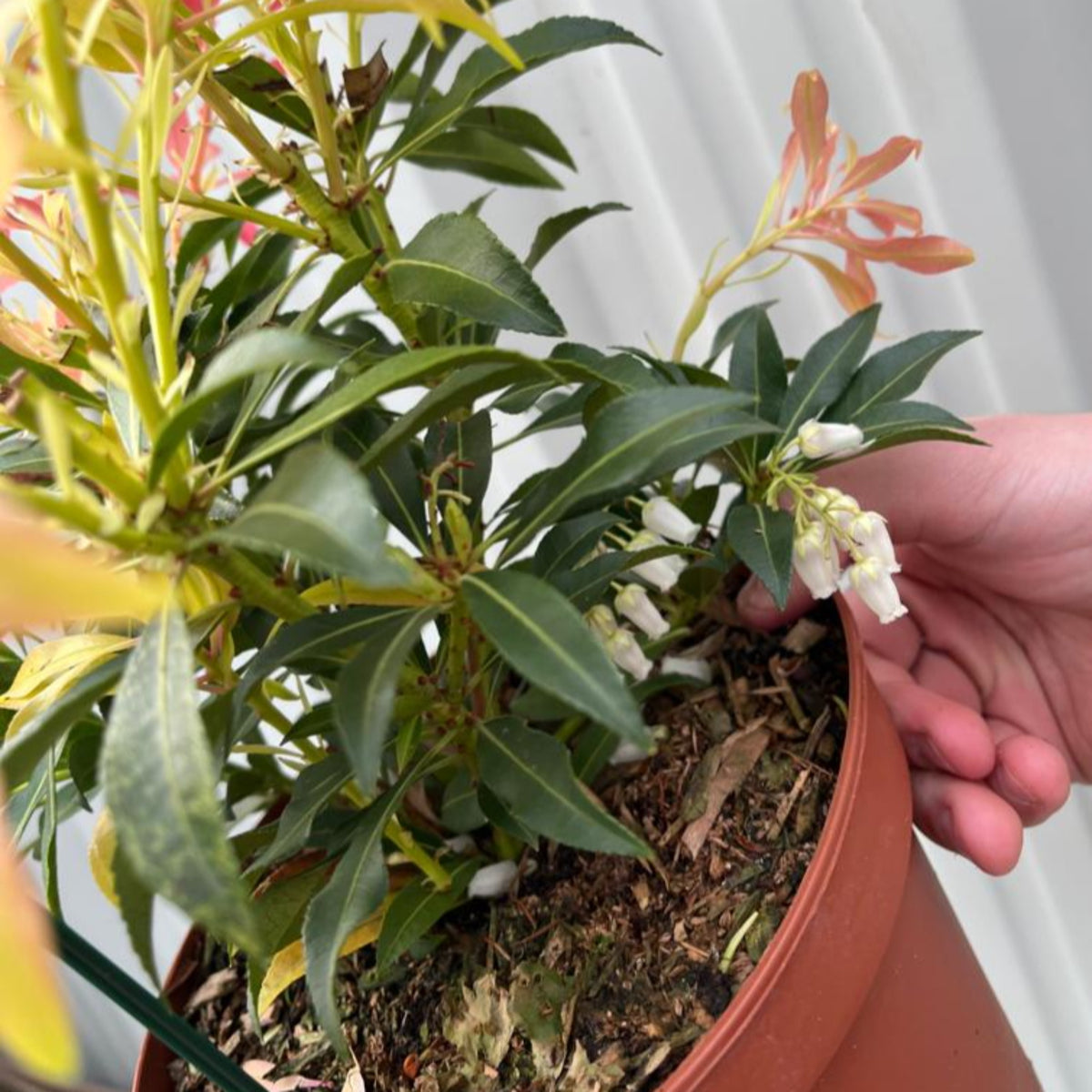 A hand holds a Pieris japonica Forest Flame in a brown pot, featuring white bell-shaped flowers and striking foliage with pink-tipped leaves. The background is a white vertical surface. Available in 2 sizes.