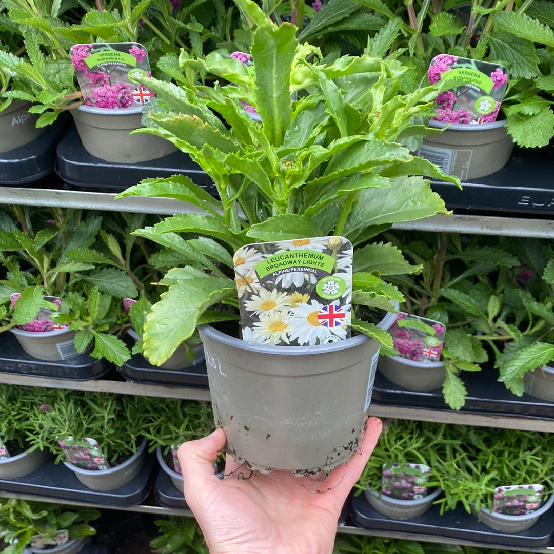 A hand holds a Leucanthemum &#39;Broadway Lights&#39; 1.5L, a Shasta daisy perennial with a label featuring white flowers and a UK flag; additional potted plants are arranged on shelves behind.