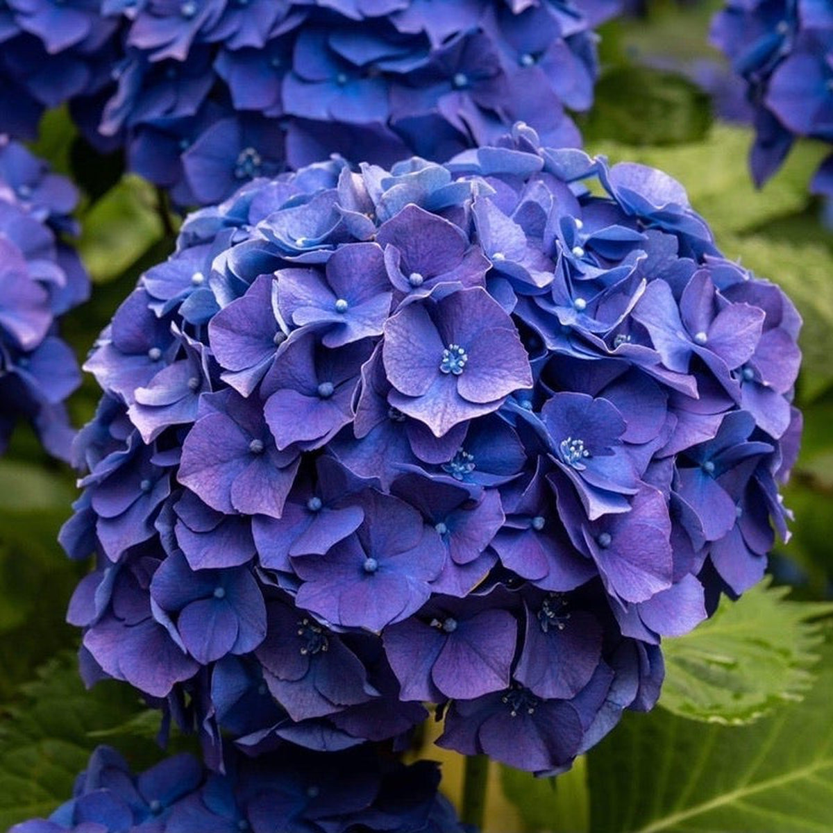 4 Hydrangea Hydrangea Macrophylla Blue