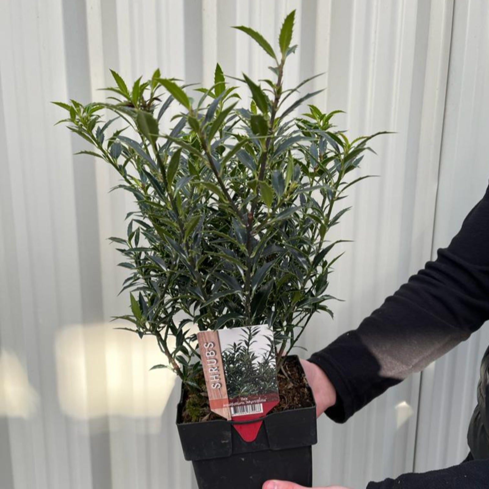 A person holds a potted Ilex aquifolium 'Myrtifolia' | Holly 2L with narrow, pointed green leaves. The plant is labeled SARCO with an image of the same dwarf Holly Bush, set against a corrugated metal wall.