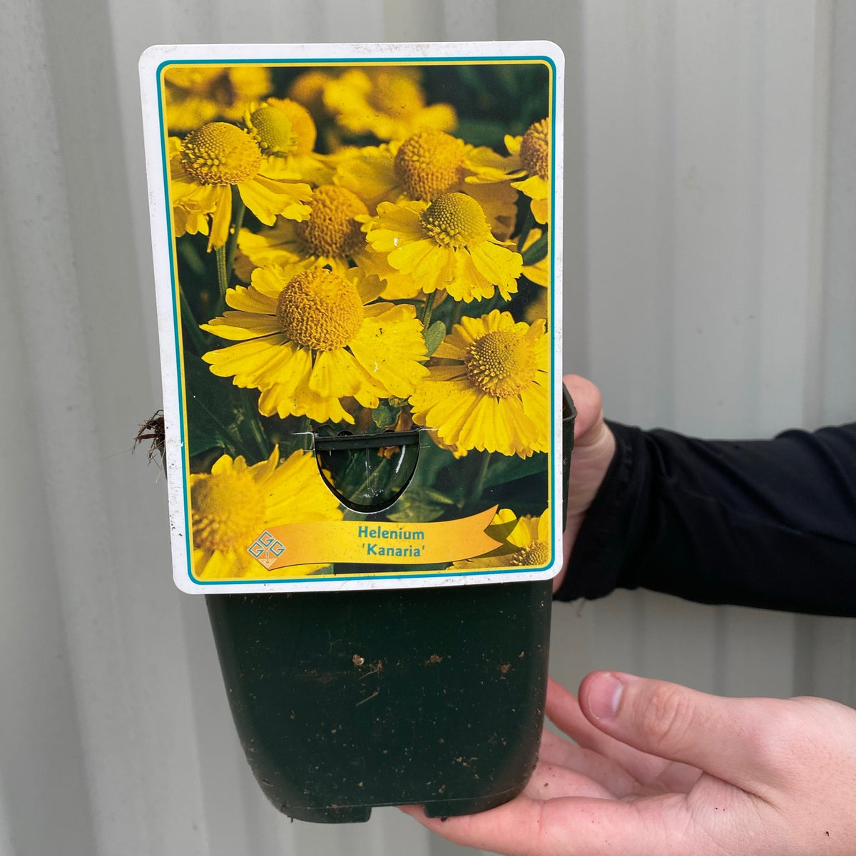 A hand holds a Helenium &#39;Kanaria&#39; 1L black pot with a label displaying its bright yellow flowers—ideal for wildlife-friendly gardens. The background is light gray and corrugated.