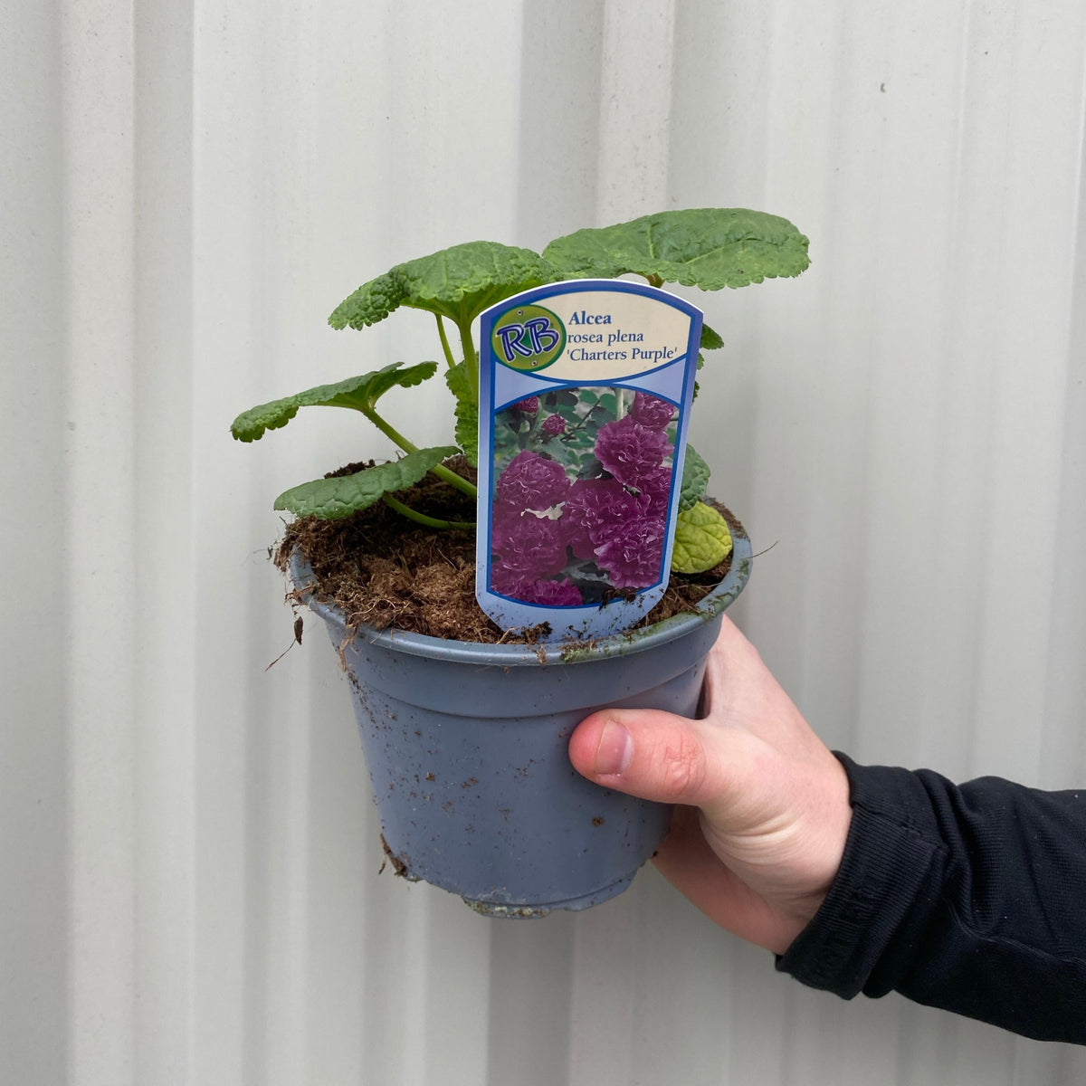 A hand holds a 9cm Hollyhock (Alcea) &#39;Chaters Purple&#39; pot, showing green foliage and purple blooms—an ideal perennial for cottage gardens. A light ridged wall is visible in the background.