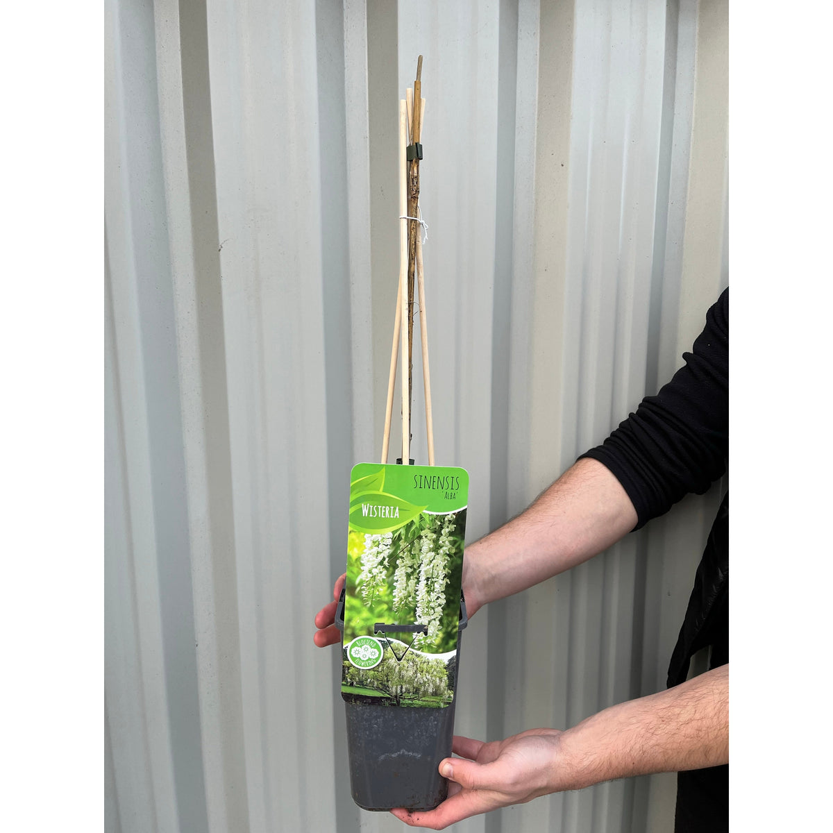 A person holds a 60cm Wisteria sinensis &#39;Alba&#39; (White), a deciduous climber with bamboo stakes, in front of a corrugated metal wall. The plant’s label displays its white blooms and “Wisteria – RHS Award of Garden Merit.”.