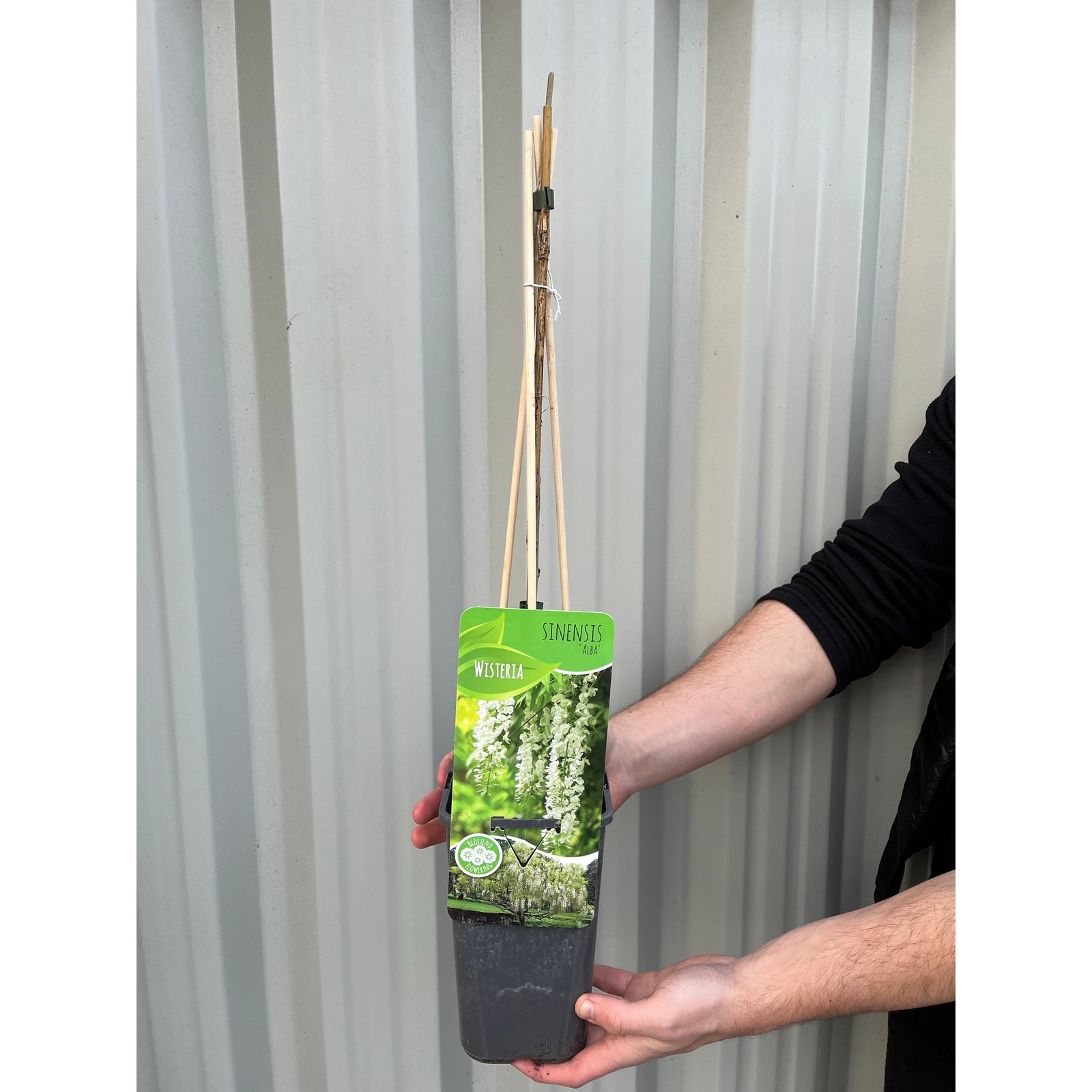 Wisteria sinensis 'Alba' (White) 60cm features elegant clusters of white blooms cascading from leafy branches. This stunning deciduous climber, awarded the RHS Award of Garden Merit, adds lush beauty to any outdoor setting.