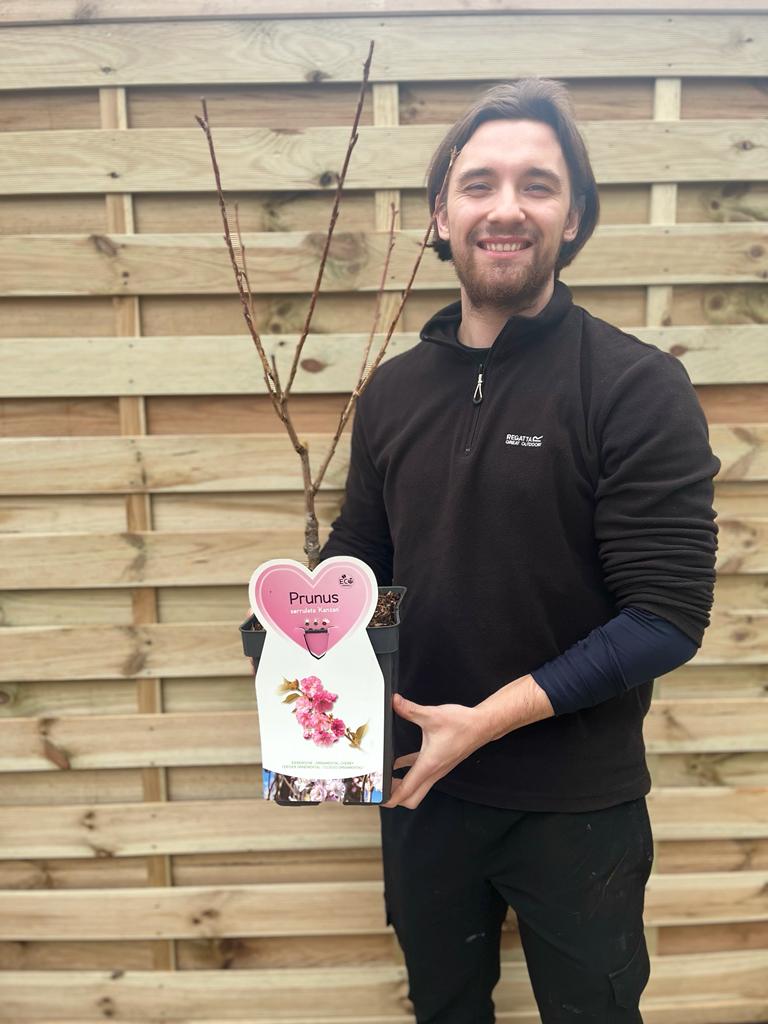 A smiling person stands by a wooden fence, holding a potted Ornamental Flowering Cherry Blossom Tree Dwarf - Prunus serrulata &#39;Kanzan&#39;, featuring a heart-shaped tag with pink blossom imagery. Two sizes available.