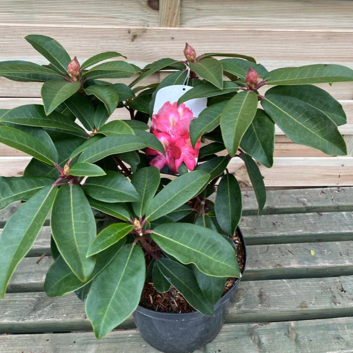 The Rhododendron hybride &#39;Junifeuer&#39; 5L, a potted evergreen shrub with dark green leaves and one cluster of pink flowers, sits on a wooden surface before a wooden wall.