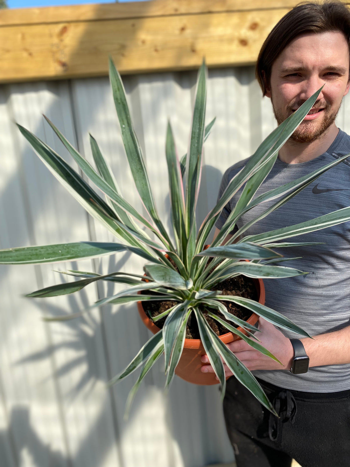 Yucca Variegata 7.5L