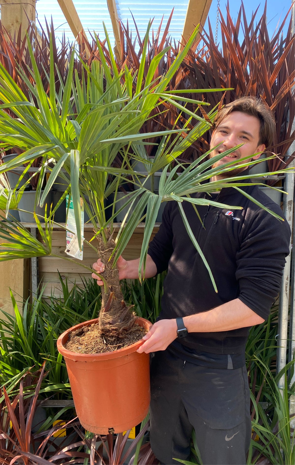 Trachycarpus Fortunei 3L / 7L / 12L
