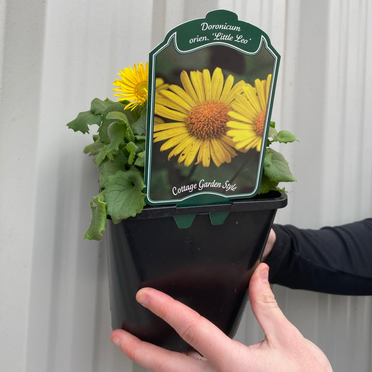Someone holds a black plastic 2L pot containing Doronicum caucasicum &#39;Little Leo&#39;, a compact perennial with green leaves and bright yellow daisy-like flowers. A label showing the flower and plant name sticks out of the pot.
