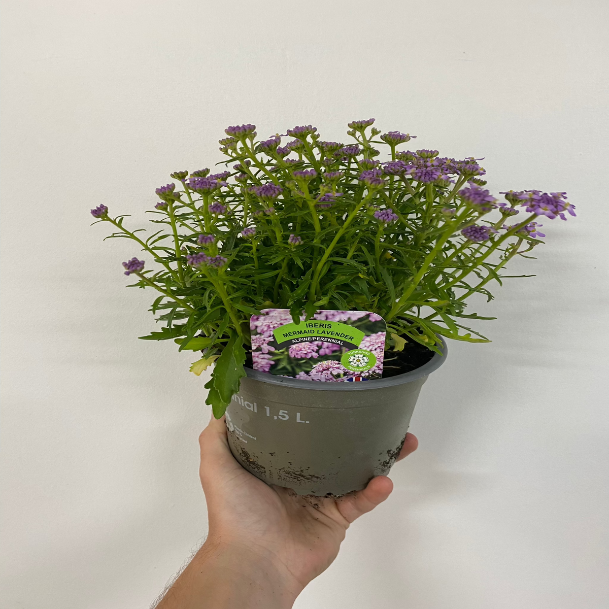A hand holds a gray pot with a green Iberis &#39;Mermaid Lavender&#39; plant in bloom, plus label, against a white background—special offer on Iberis &#39;Mermaid Lavender&#39; 9cm/1.5L.