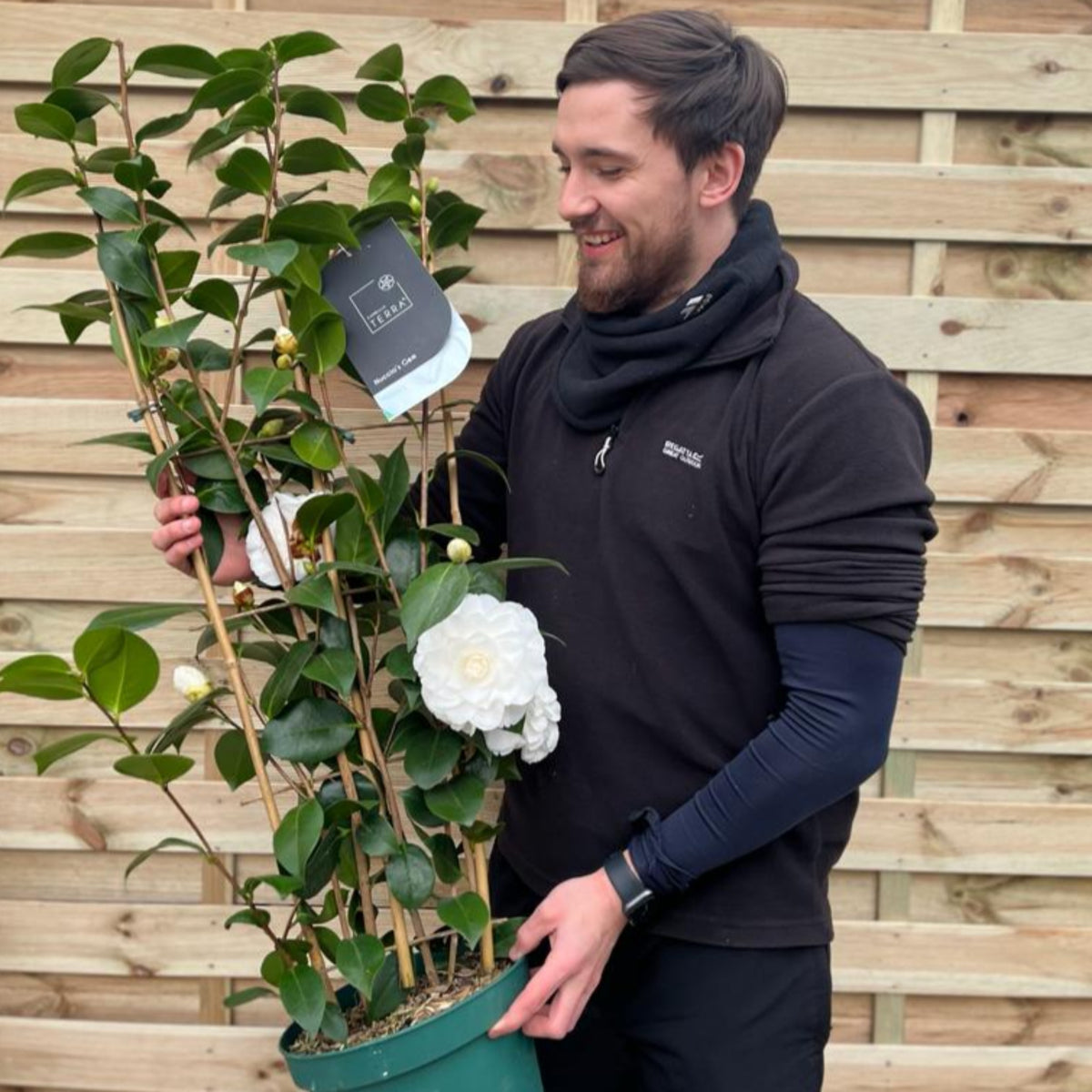 Camellia japonica &#39;Nuccio&#39;s Gem&#39; 2L / 5L (100cm)