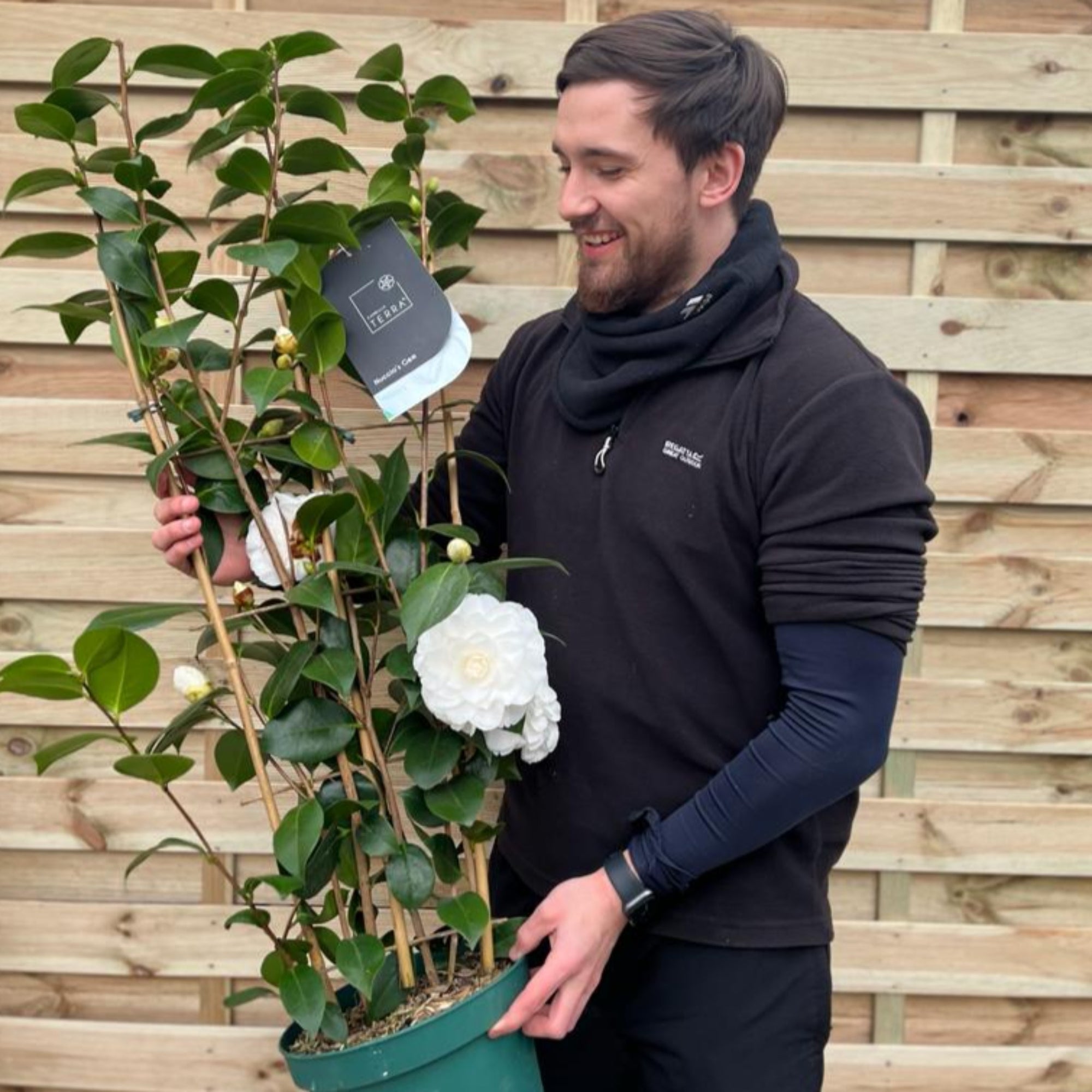 Camellia on frame 'Nuccio's Gem' 5L (100cm)