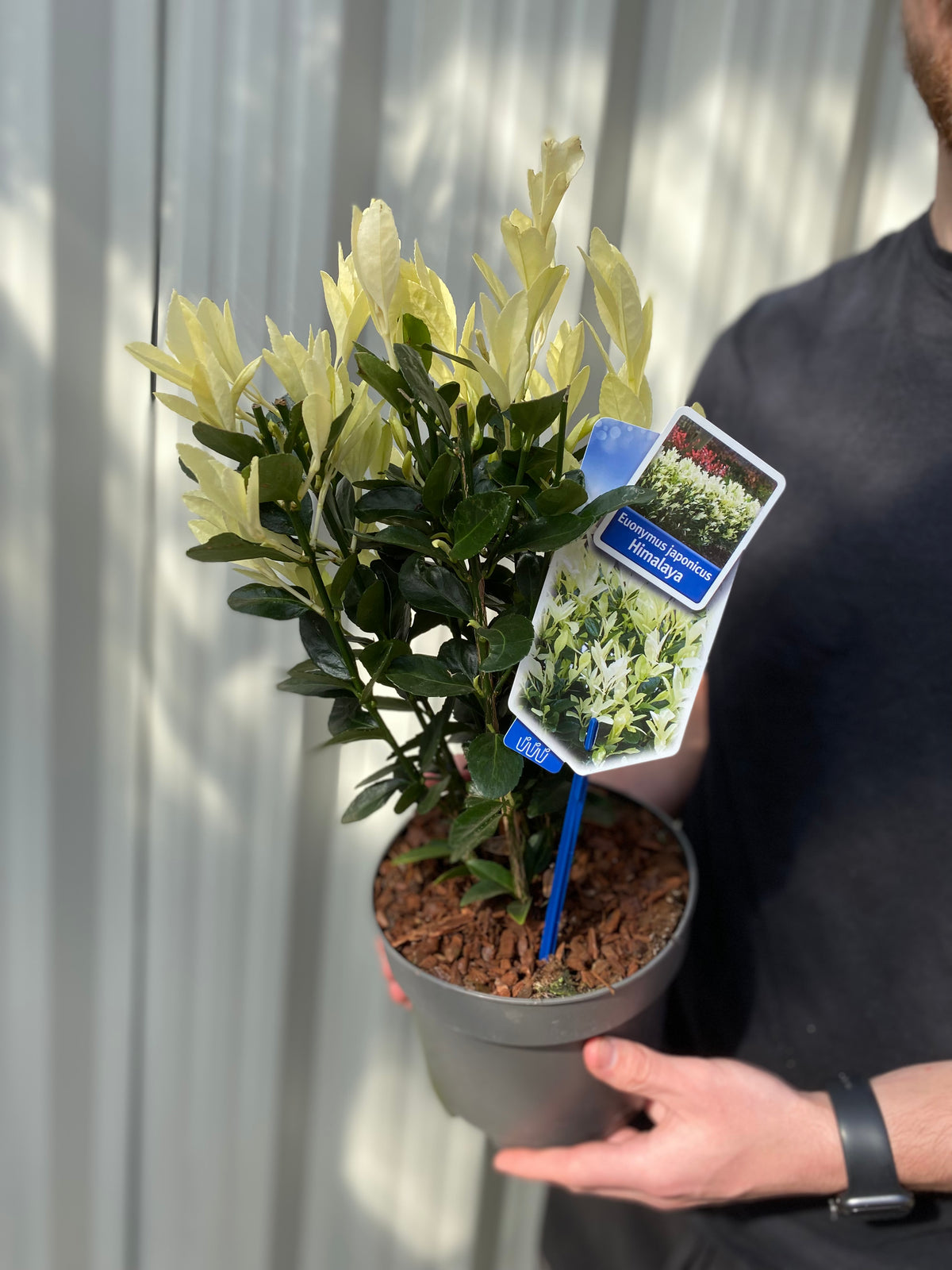 Euonymus japonica &#39;Himalaya&#39; 9cm/2L/5L