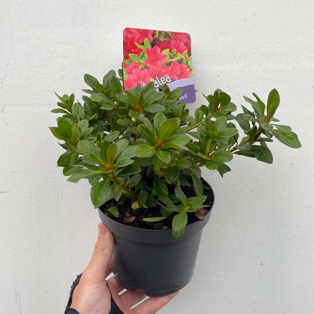 Azalea &#39;Geisha Red&#39; 1/2L