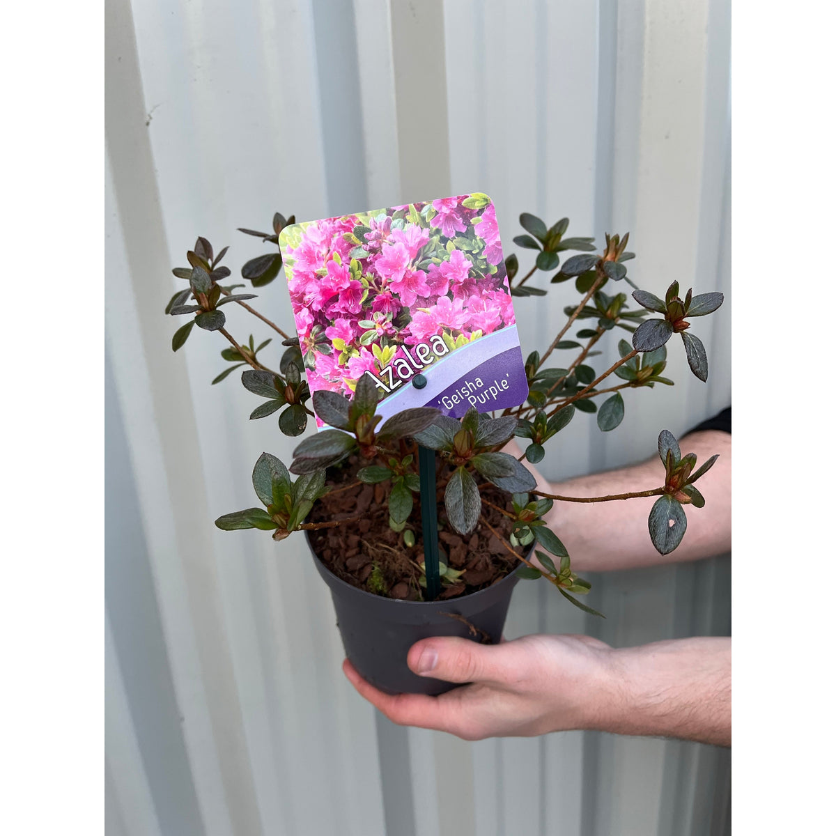 A person holding a Rhododendron &#39;Geisha Purple&#39; 1L, a striking evergreen shrub renowned for its vibrant purple blooms and ideal for eye-catching garden displays.