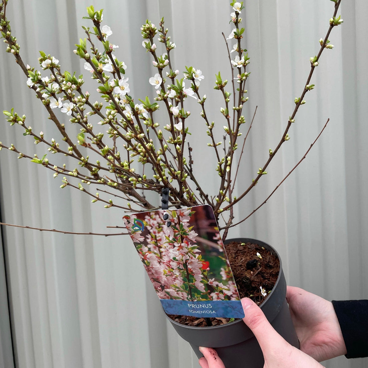 A person holds a potted Prunus Ornamental Flowering Cherry Blossom Shrub - Tomentosa with delicate branches and spring white flowers; the plant tag shows its name, and a light corrugated wall is visible in the background.