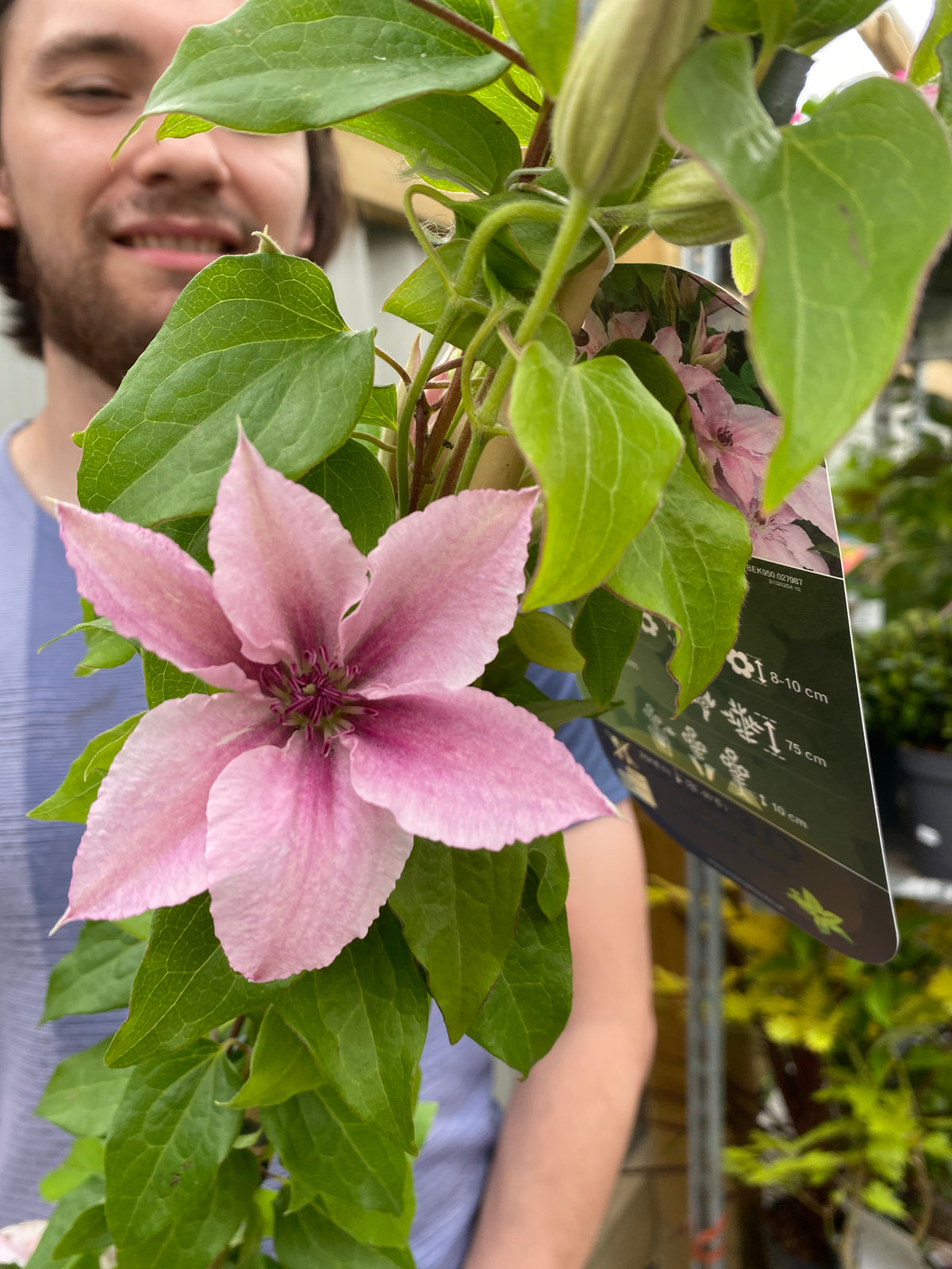Clematis &#39;Pink Fantasy&#39; 90-95cm