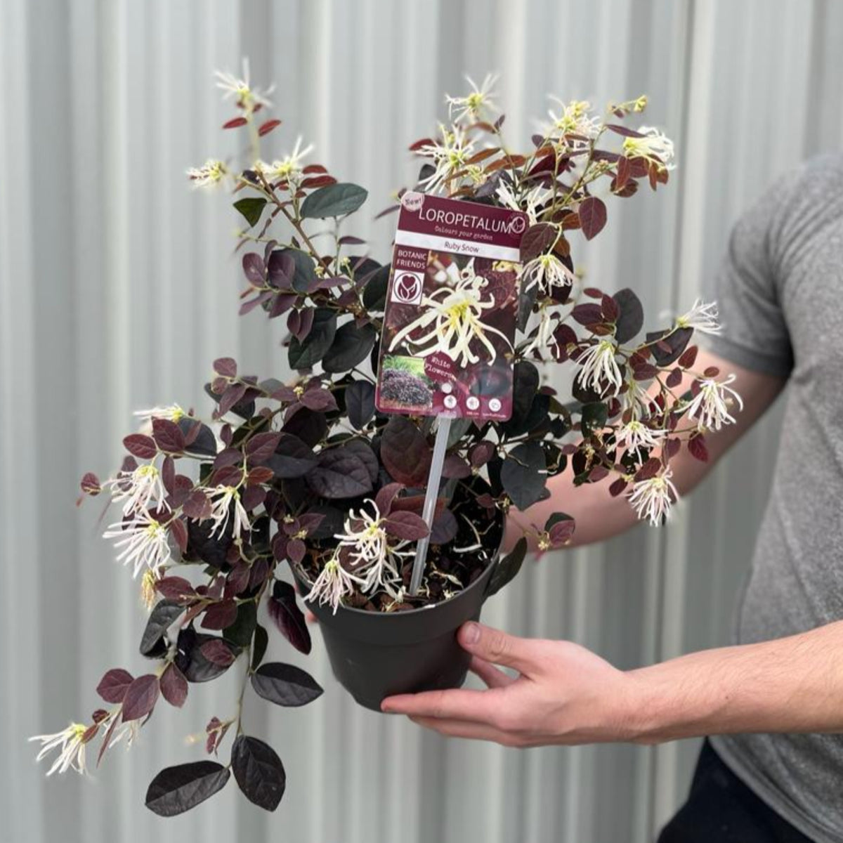 Someone holding a Loropetalum Chinense &#39;Ruby Snow&#39; 2L, a potted shrub with dark red leaves and delicate snow-white flowers.