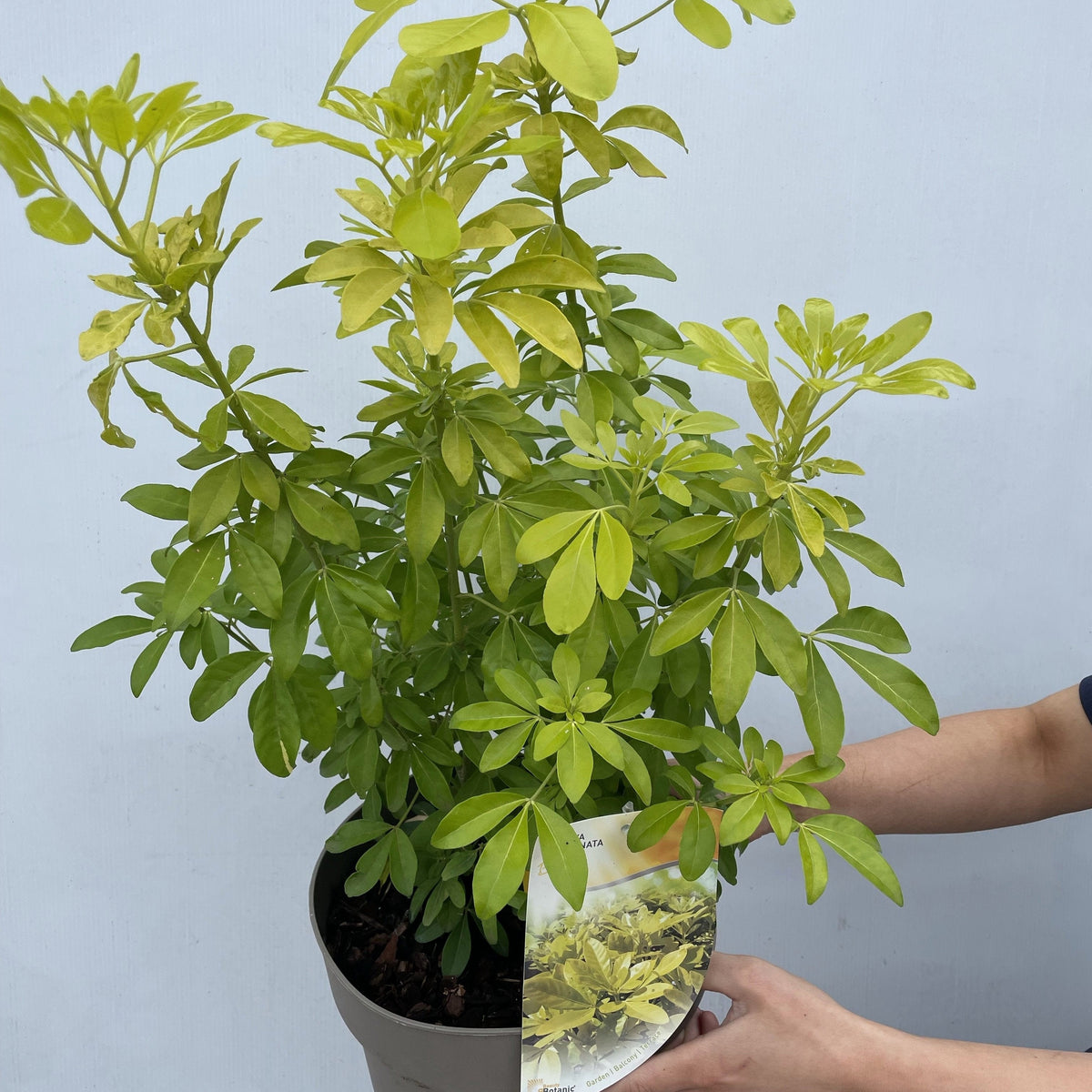 A person’s hands are holding a potted Choisya ternata Sundance (Brica/Lich 9cm-5L), an attractive evergreen shrub, with a plant care tag against a plain light gray background.