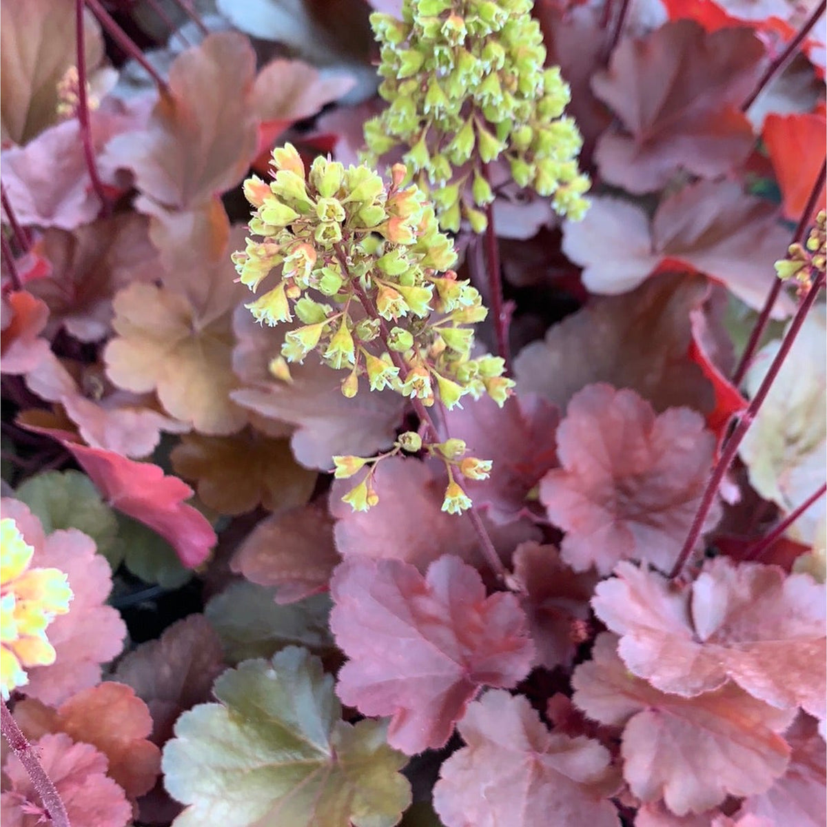 Close-up of Heuchera &#39;Blondie&#39; 2L: tiny yellow-green flowers on slender stems, framed by clusters of scalloped golden-yellow leaves flushed with pink and purple, creating a dense backdrop. This shade perennial thrives in gardens.