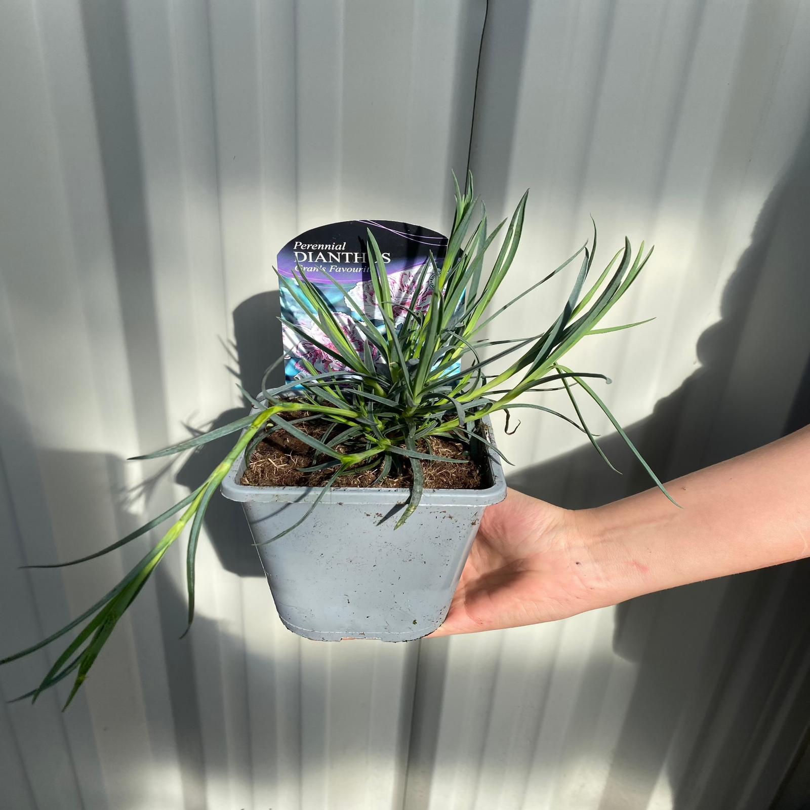 Dianthus 'Gran's Favourite' 9cm