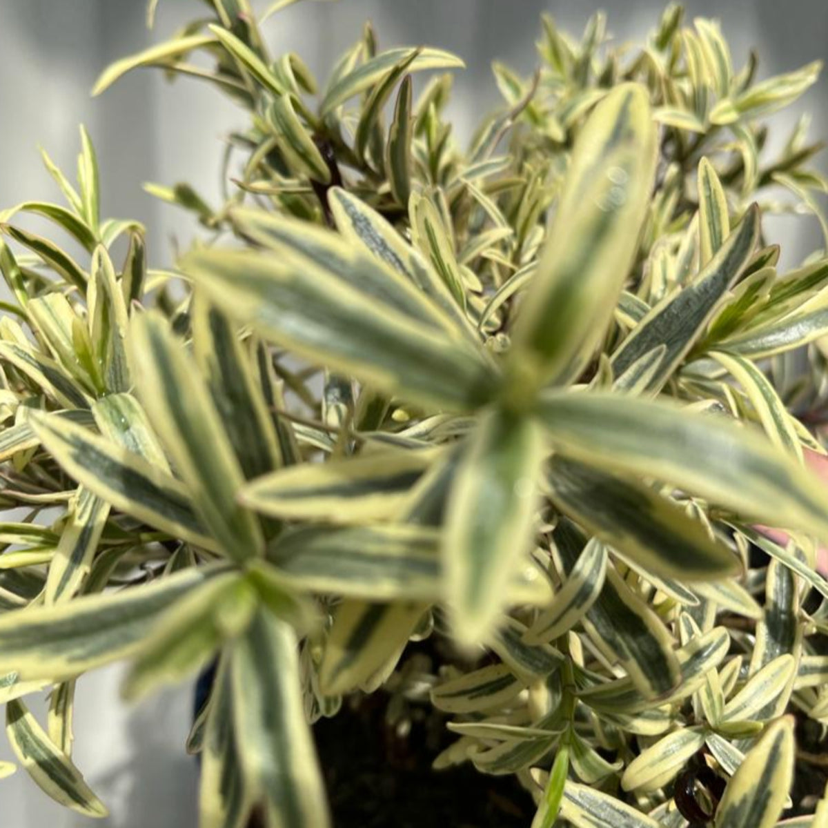 Hebe &#39;Eyecatcher&#39; 2L