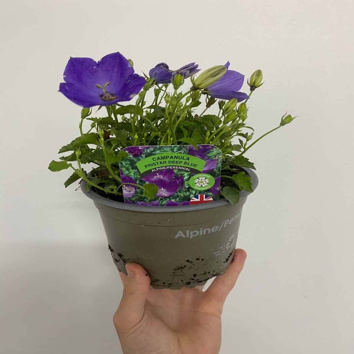 A hand holds a grey pot labeled Alpine/Per with a blooming Campanula (Bell Flower) Pristar ‘Deep Blue’ 1.5L, a pollinator-friendly, compact perennial with green leaves. A colorful tag in the soil names it Campanula First Star Deep Blue.