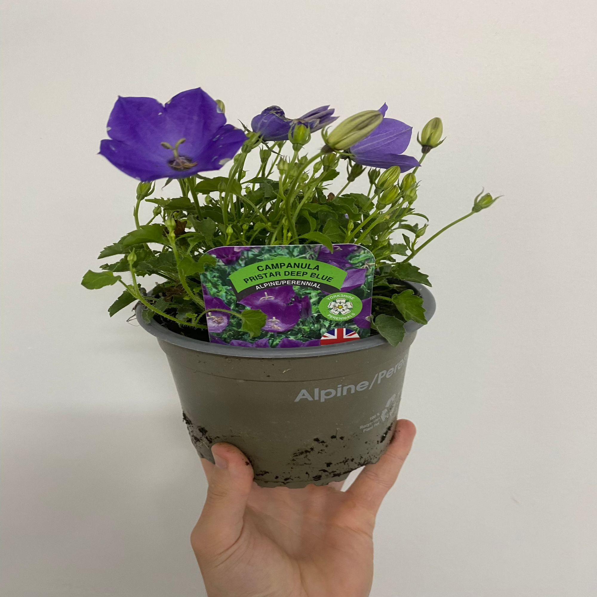 Campanula (Bell Flowerr) Pristar ‘Deep Blue’ 1.5L